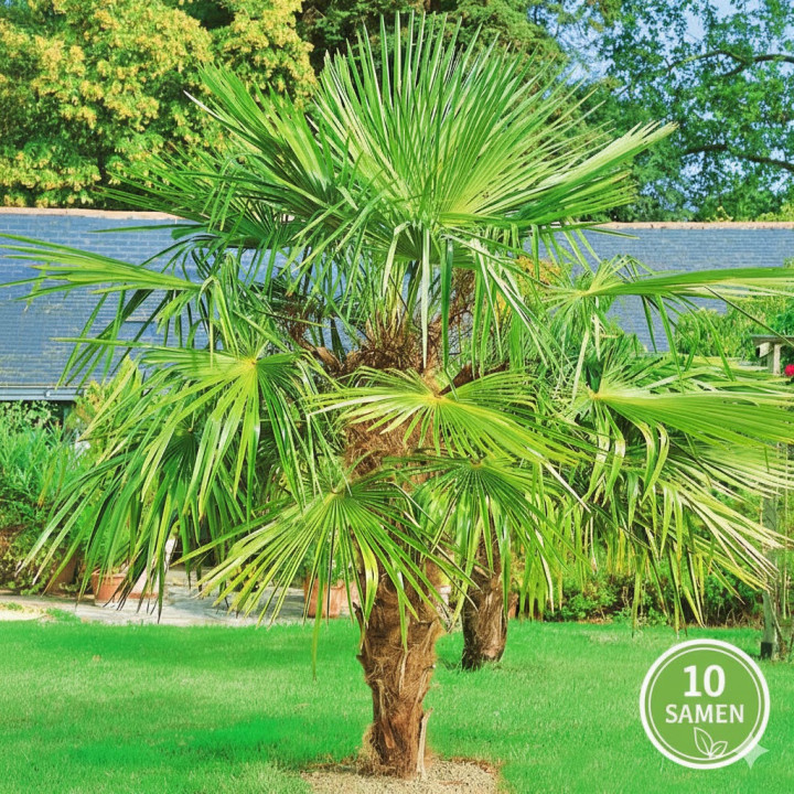 Palma Mrozoodporna Trachycarpus Fortunei 10 nasion